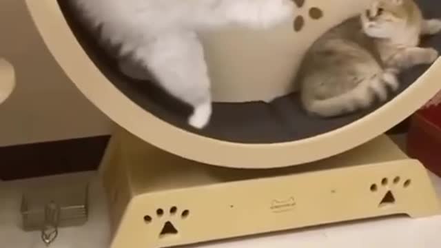 mischievous cat