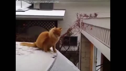 Funny Cat 😺 videos 🤣🤣🤣🤣