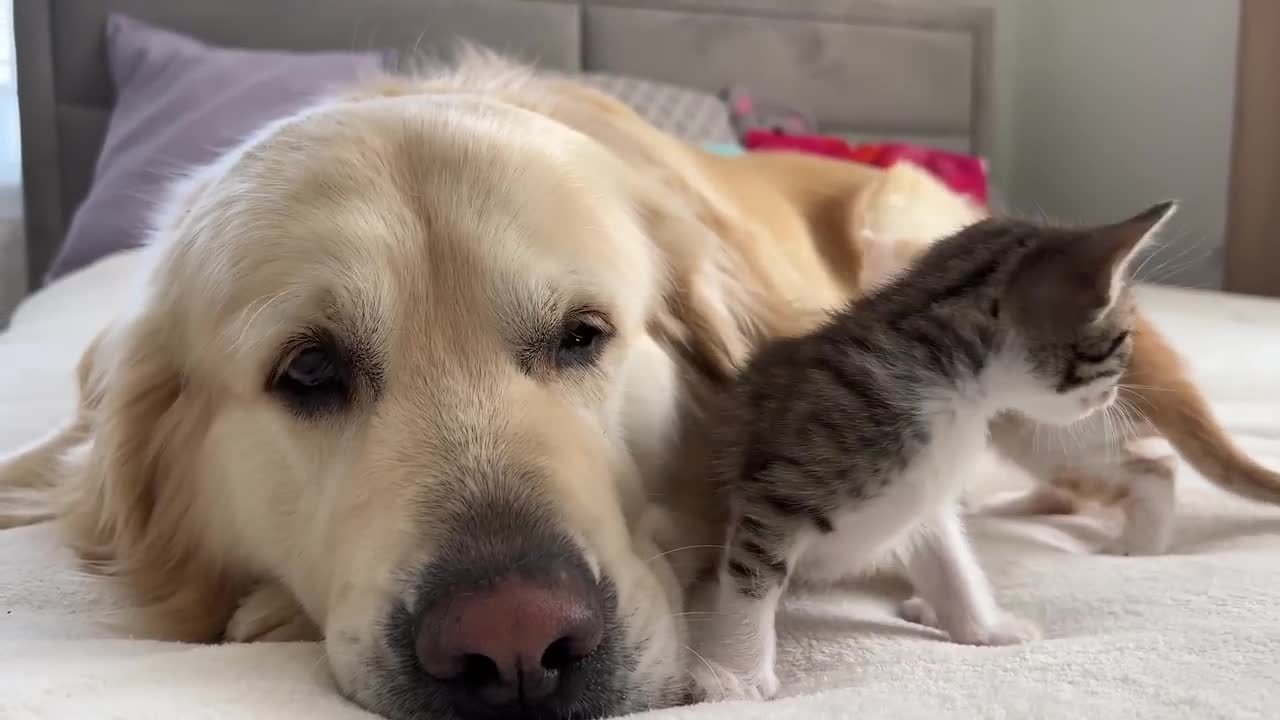 Tiny Kittens Love a Golden Retriever like their Mom