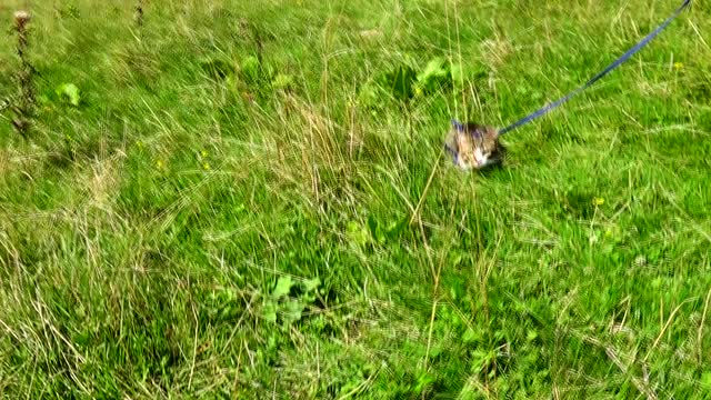 Cute Kitten Hides in the Grass