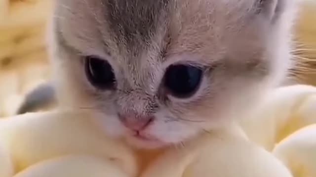 Baby cat 🐱😍😘 cuteness and funny cat vedeo😂😍🥰