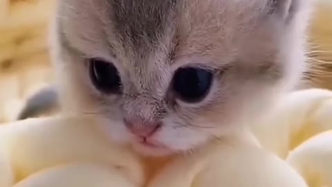 Baby cat 🐱😍😘 cuteness and funny cat vedeo😂😍🥰