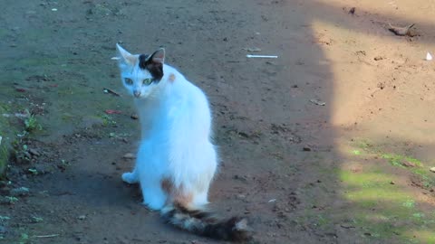Funny Cat