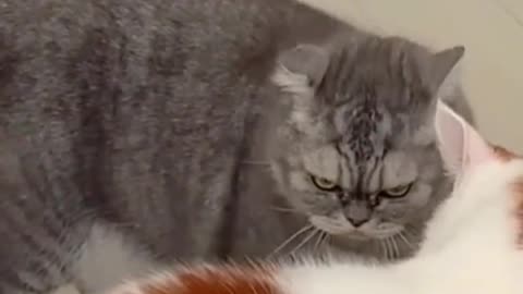 Funny Pets Video 😂