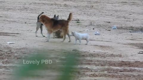 Great Time For Black Labrador Retriever Vs German Shepherd Dog(Ep101)