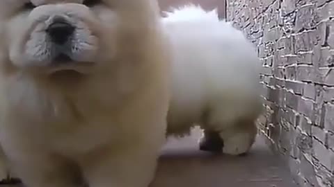 Funny animal videos|Cute animal videos |Funny dog&cat videos|Hilarious pet videos|Funny video