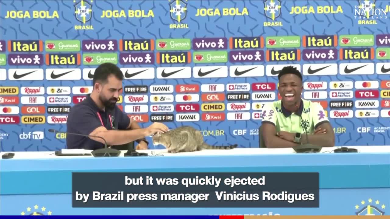 Stray cat invaded Brazilian press conference Stray cats invade Brazil Press co | The Nation