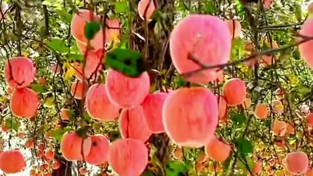 Fruitful joy, fruity fragrance,