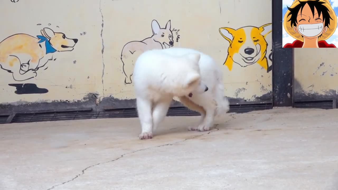 Funny Dogs And Puppies Life 4K Quality Video Episode 2 | Viral Dog