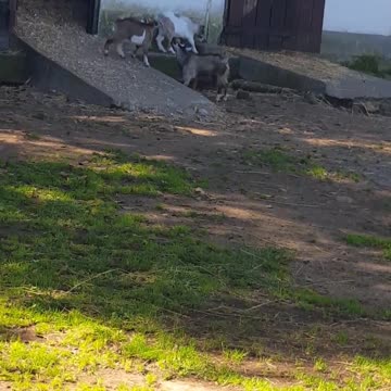 Two Goats Trying To Impress A Girl