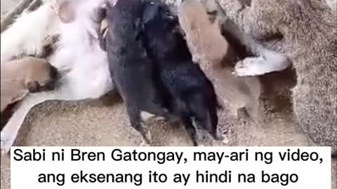 Trending ngayon ang isang video ng pusa na dumedede sa isang aso.