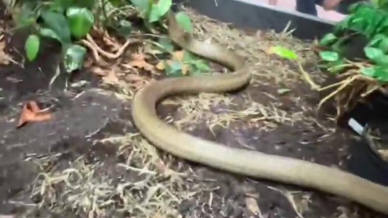 Massive KING COBRA Defends Territory! #short #shorts #snake #wildlife #animal #kingcobra