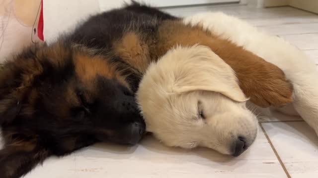 How the Cutest German Shepherd and Golden Retriever Puppies Sleep