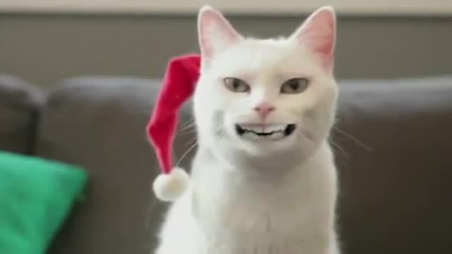 comedy_central_funny_cat_video