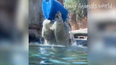 Animals funny video