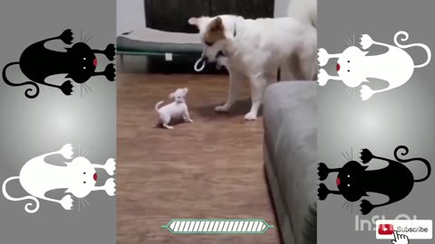 Funny animals, cute animals, funny pets, cute pets,4k, hilarious,hd