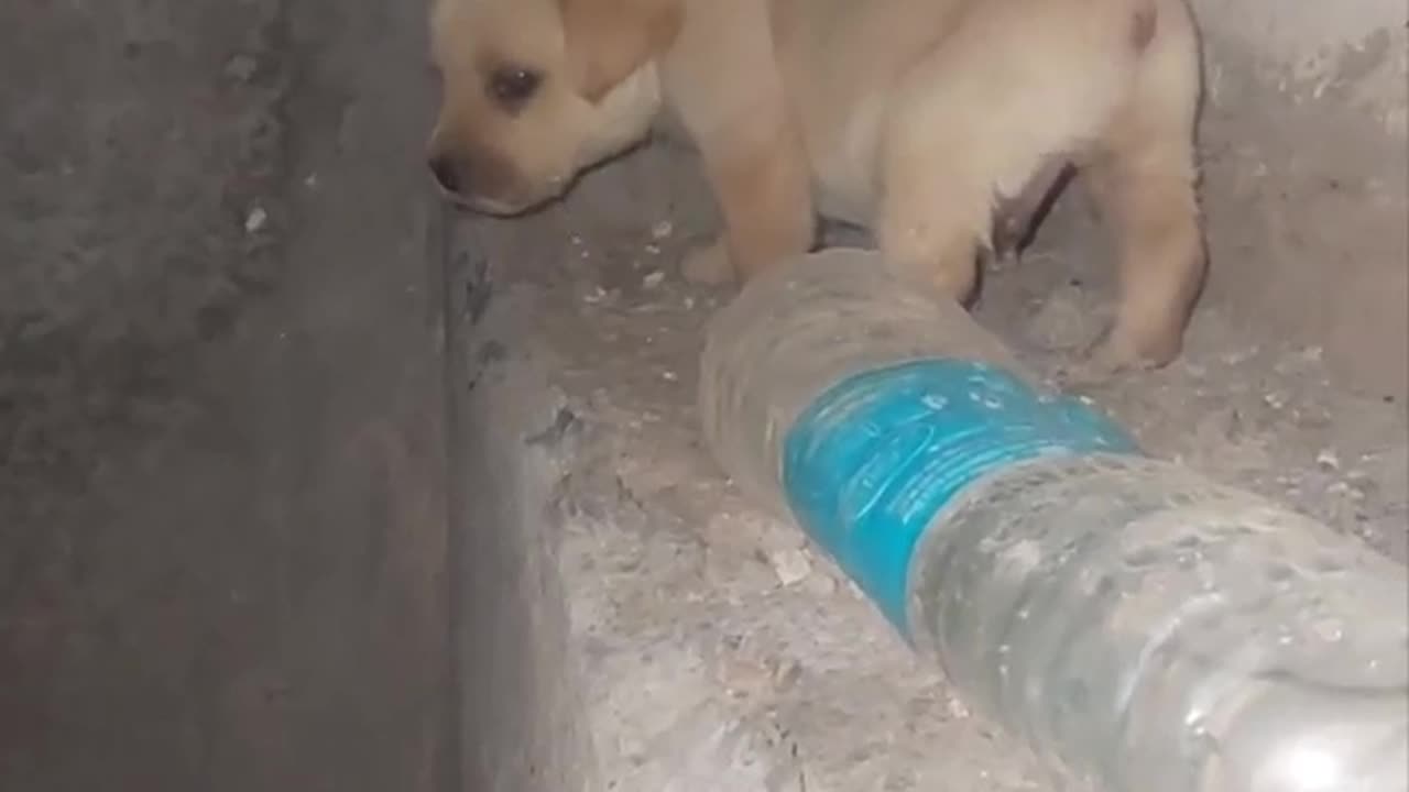 Watch This Fearless Puppy's Impressive Wall Walk and Decision-Making - Part II #puppylife #cute