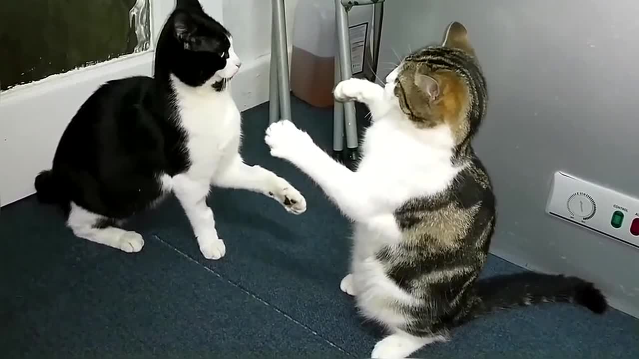 Funny & Cute Cat Fight Compilation Video