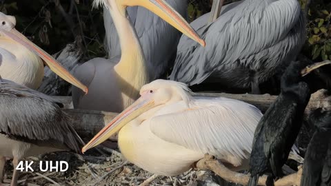 4k Nature BIRDS 🦜🕊️ Videos Part 2📸