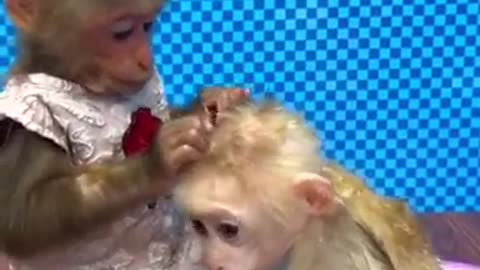 best monkey video