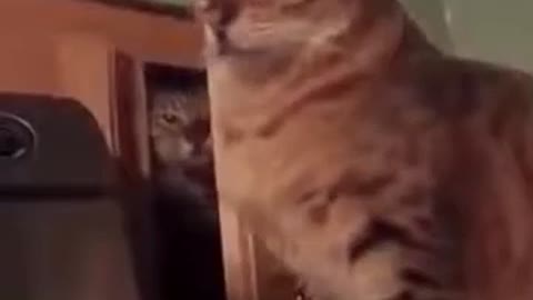 crazy cat punch