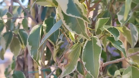 beautiful plant in the world part1
