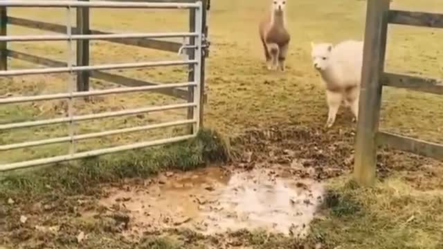 There is a big puddle at the door can only jump over, we jump very happy
