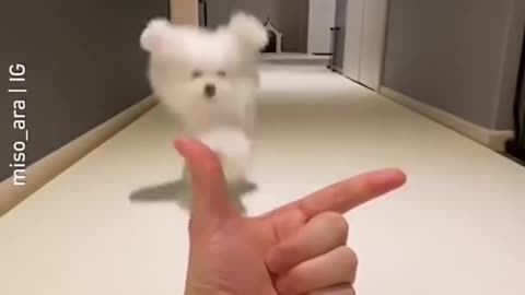 Cute dog