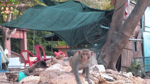 4K Quality Animal Footage - Monkeys Beautiful Scenes 2023