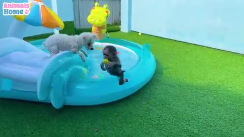 Bibi the monkey Amee the dog and the goat in the water park