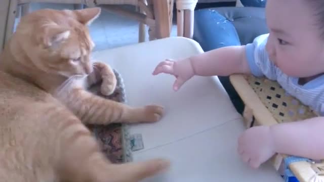 Mama Cat Comes Running Home to Kitten's cry