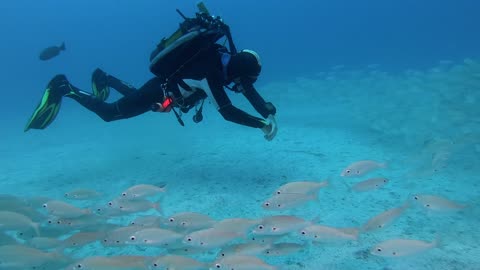 Deep Sea Amazing nature