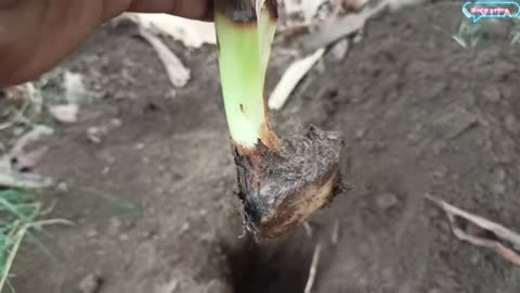 Techniques for grafting banana at home