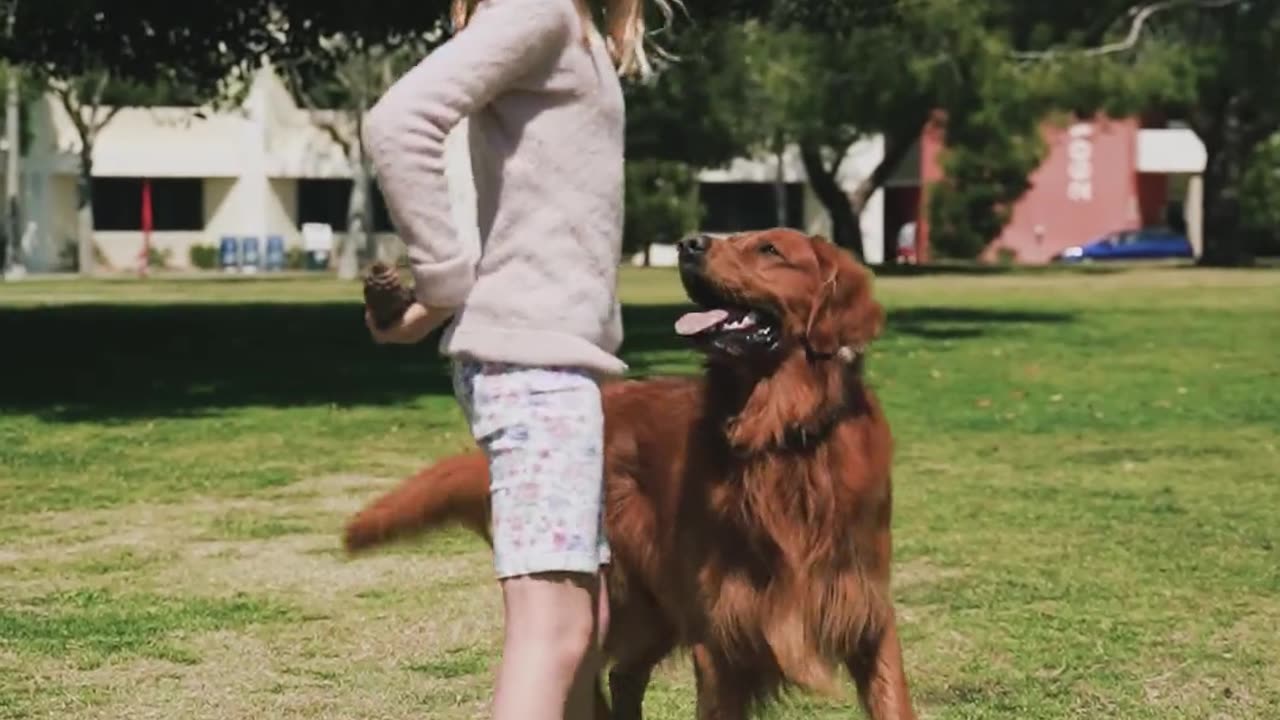 Dog# short video# cute dogs