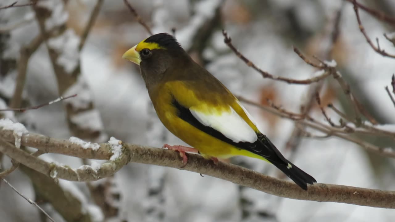 Algonquin Park birds