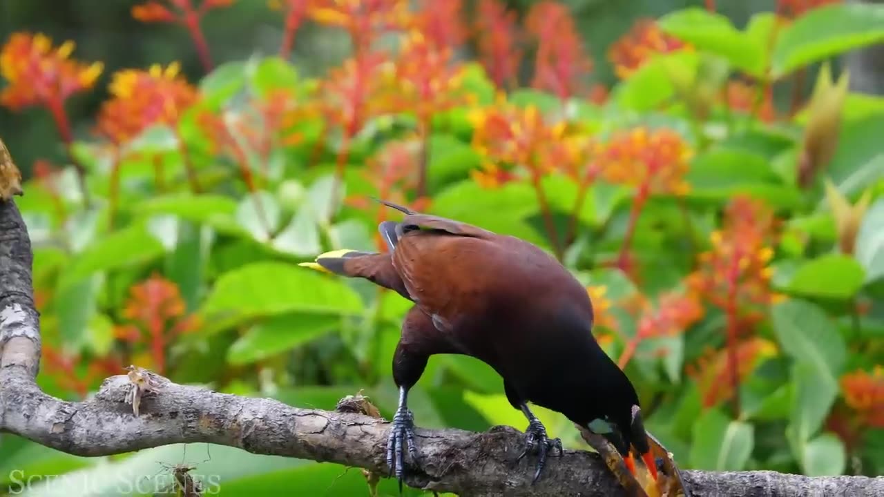 The Most Colorful Birds