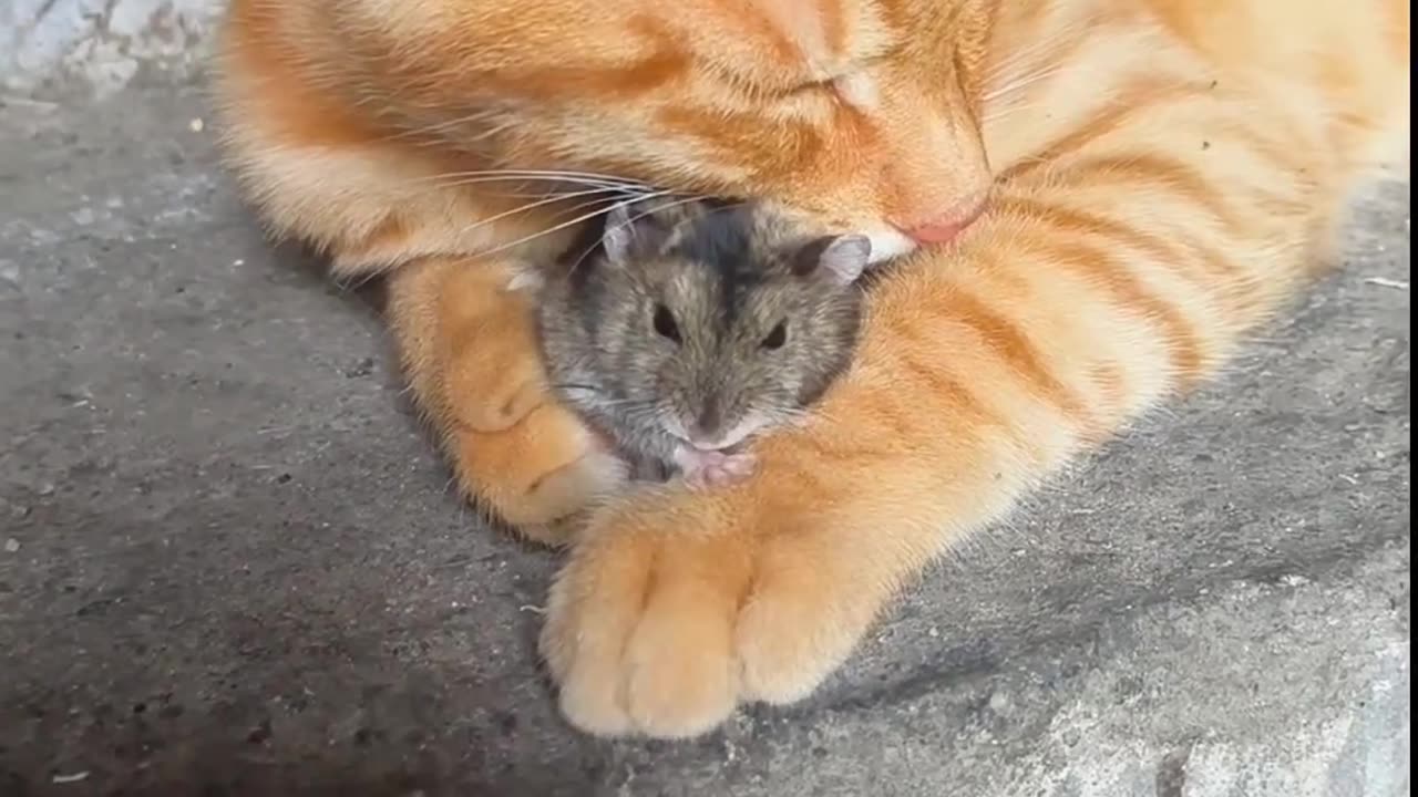 funny video of cats and mice getting along in the real world 😂