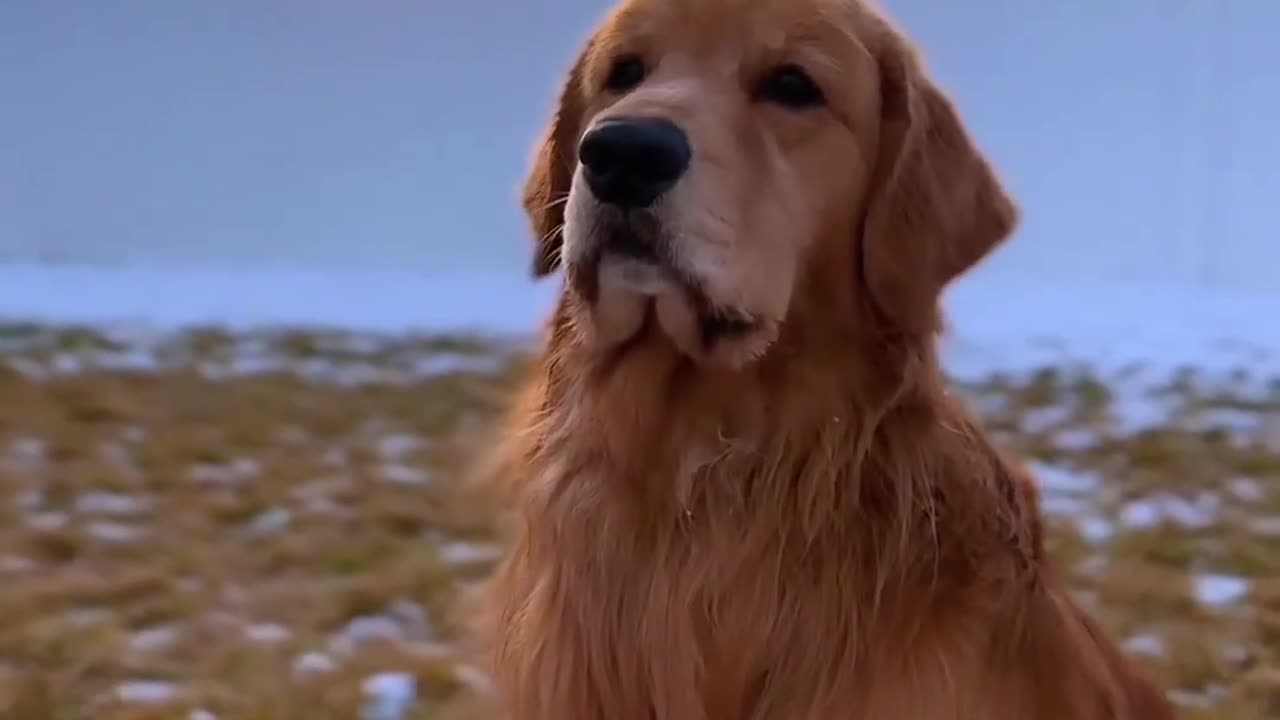 Golden Retriever