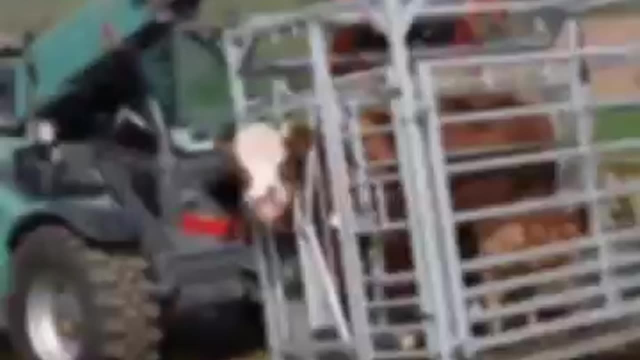 Ritchie Calving Cube ##❗❗