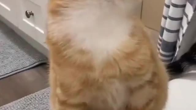 Funny cat confused by bubbles