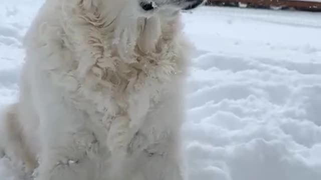 Beautiful dog , Would love to hug him