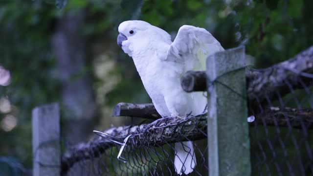 The funny cockatoo parrot loves to dance