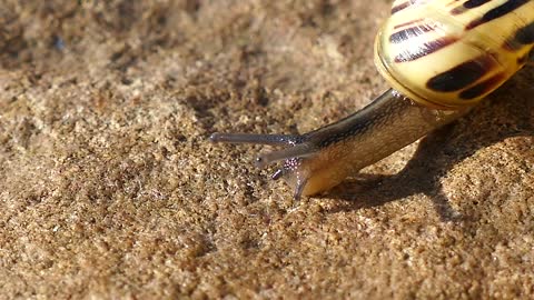 snails 8
