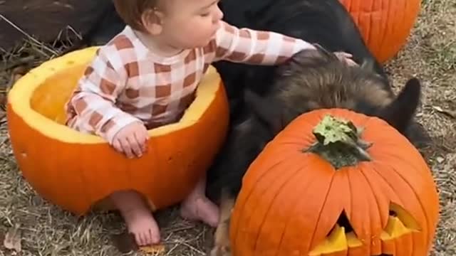 Pumpkin pals 🎃