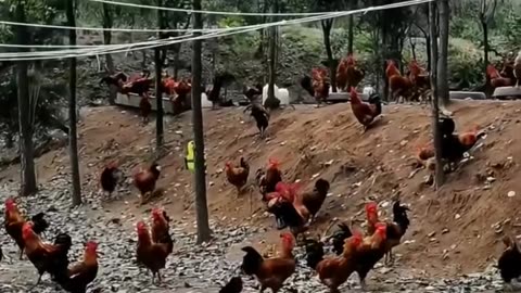 A chicken and thousands of roosters