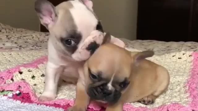 Strange and funny behavior of animals 3