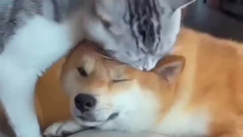 Unlikely Friendship: Astonishing Cat and Dog Duo