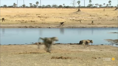 Do Not Provoke a Mob of Angry Chacma Baboons