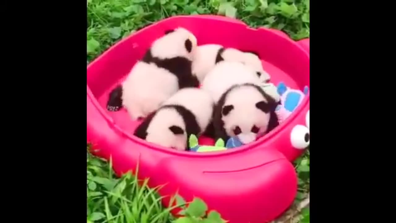 Funny Panda and Cute Panda Videos Compilation