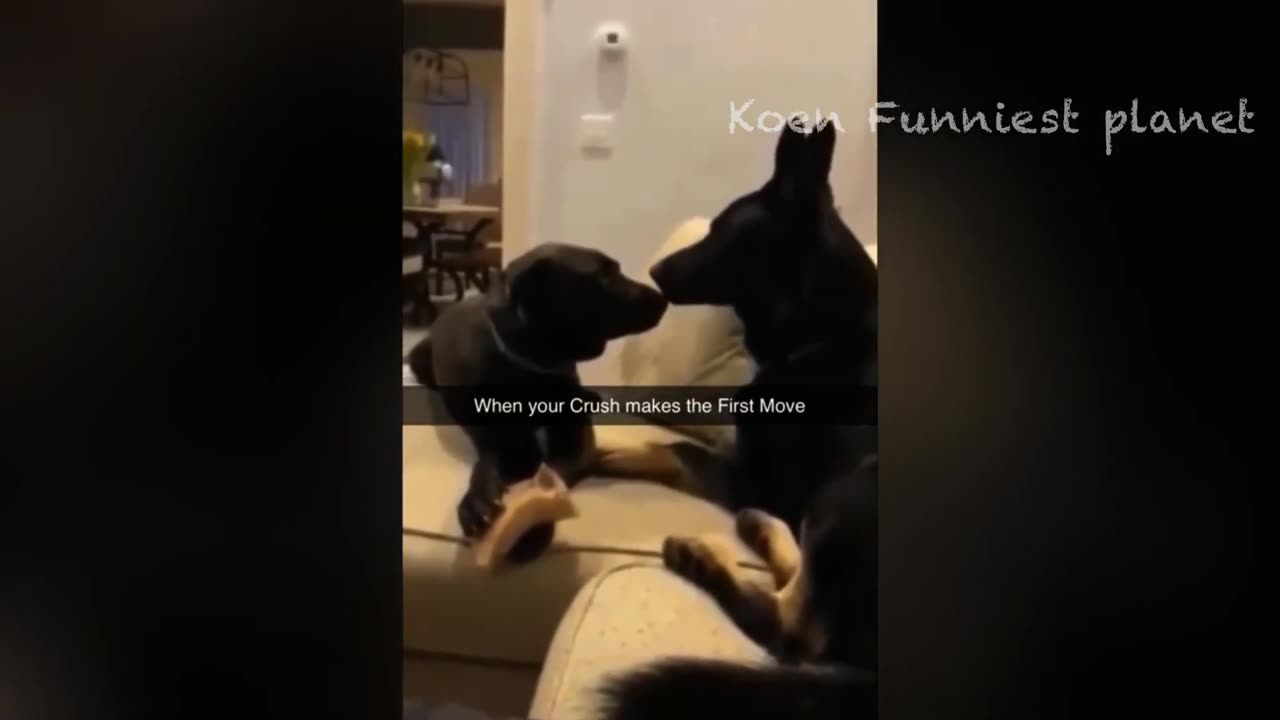 New Funny Animals π
Funniest Dogs And Cats Videos 2023πΆπΊ #4